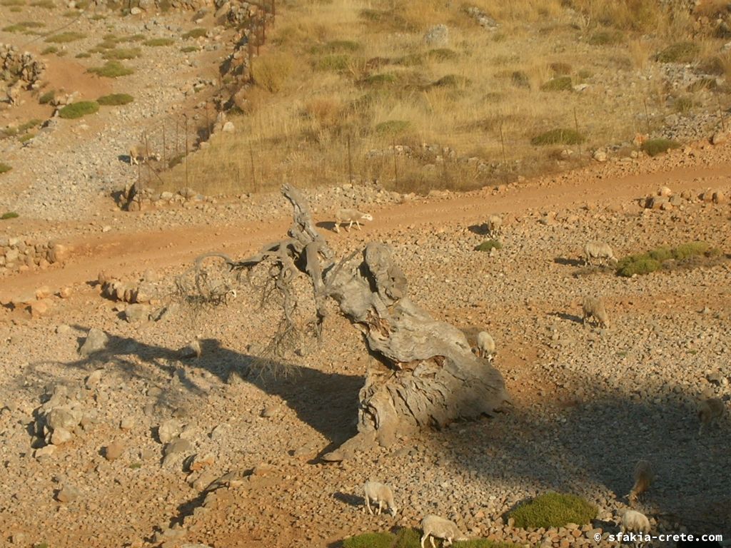 Photo report of a stay around Loutro, Sfakia, Crete in July 2009